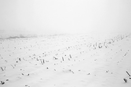 大雾中积雪覆盖的田野