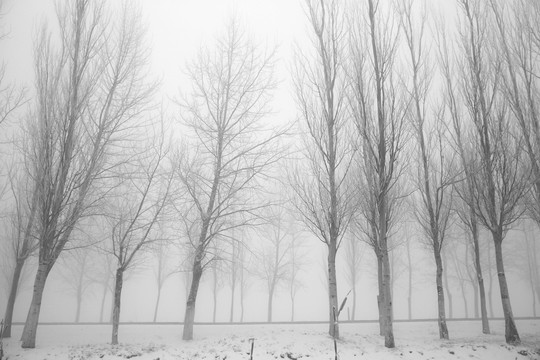 冬季雪后大霧中的樹林
