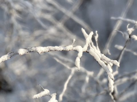 雪枝