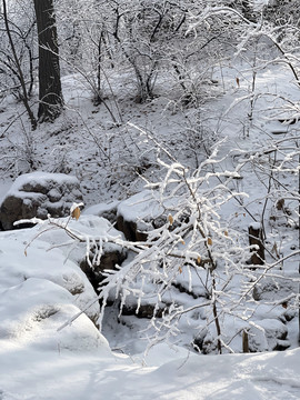 雪树