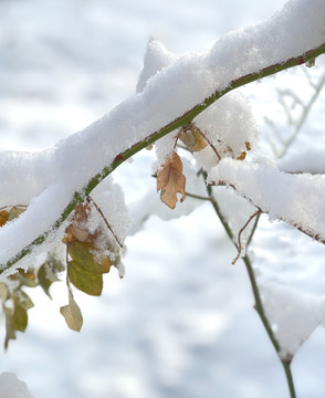 雪叶