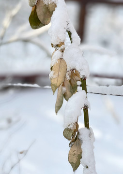 雪叶