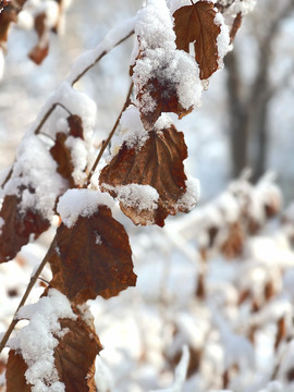 雪叶