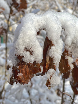 雪枝