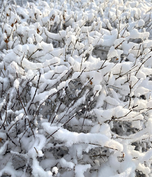 雪枝