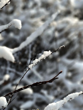 雪枝