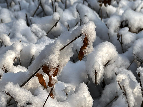 雪枝