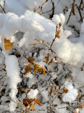 雪枝