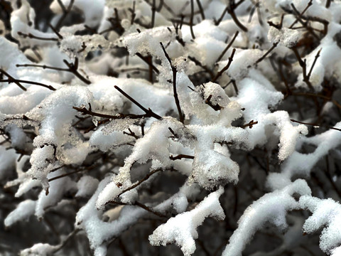 雪枝