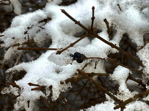 雪枝