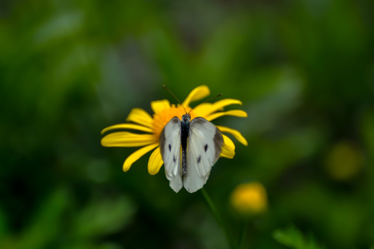 蝶恋花