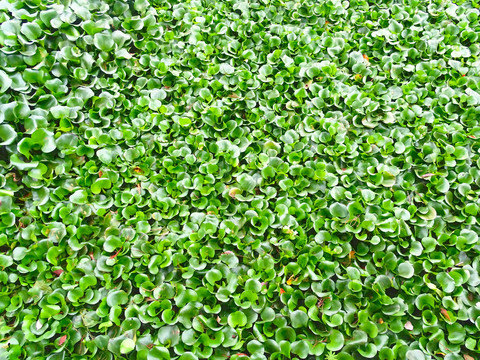浮水绿植