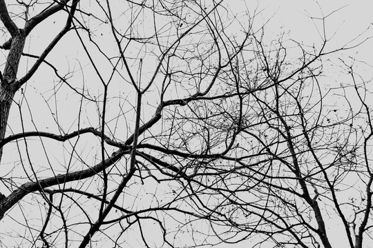 抽象黑白枯树枝