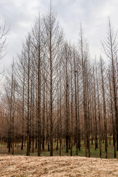 冬天枯木树林
