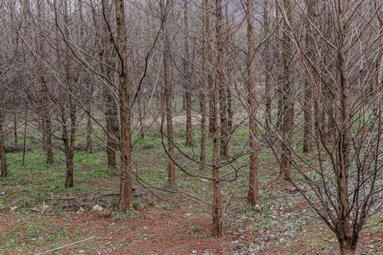 冬天枯木树林