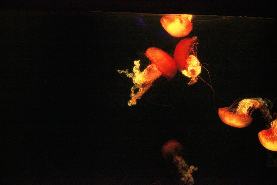 海洋里的水母