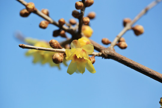 蜡梅花开