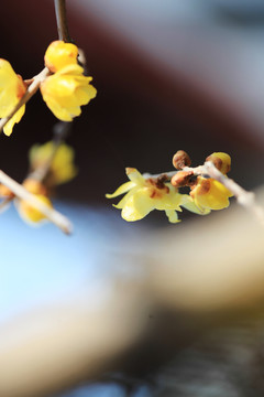 蜡梅花开