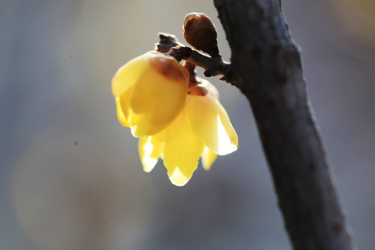 蜡梅花开