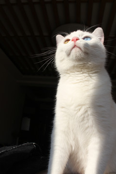 白色异瞳猫