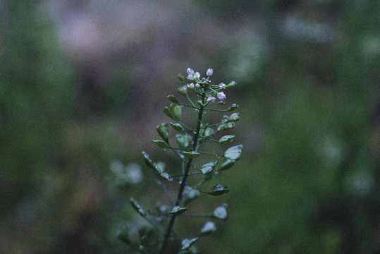 雨中野花