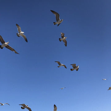 大连星海广场海鸥