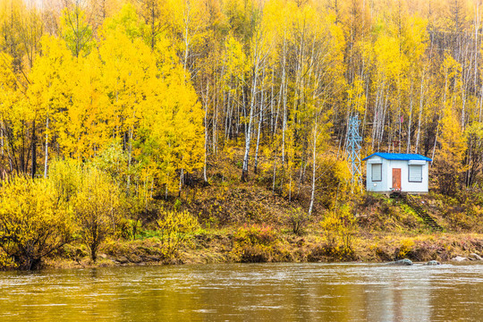 秋季河边金色森林小房子