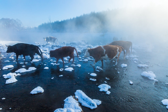 冬季清晨河流牛群