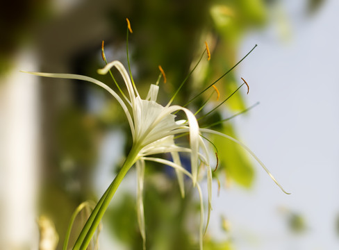 花朵特写