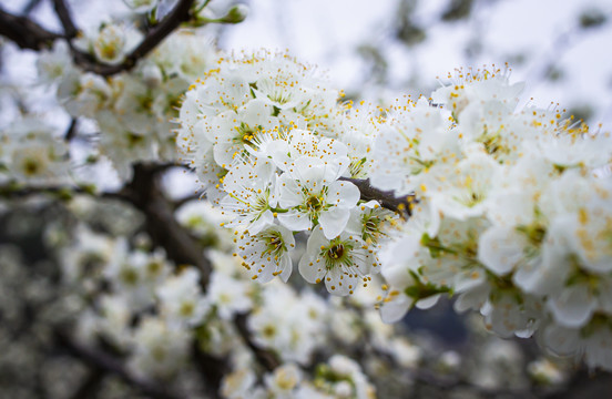 李子花