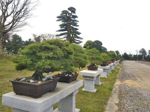 景观园林基地