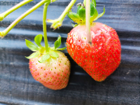 草莓生产基地