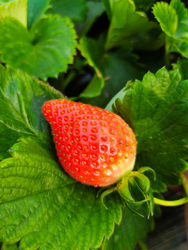 草莓生产基地