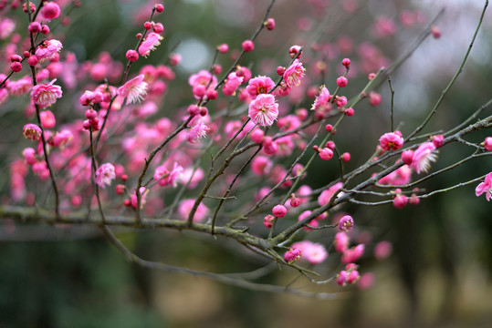 红梅花