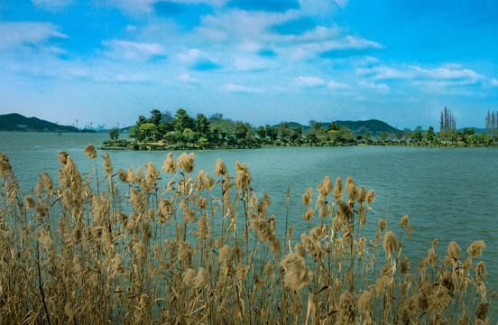 马山湿地