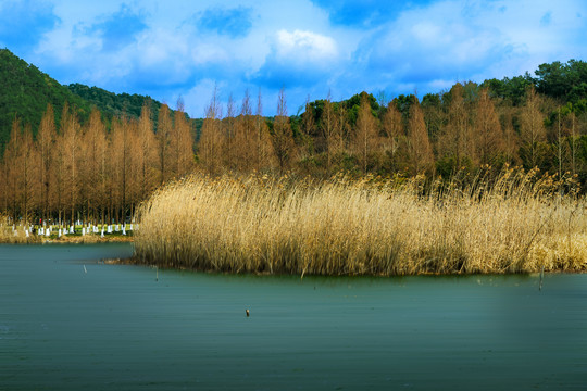 马山湿地