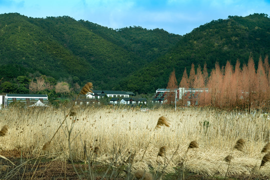 马山湿地