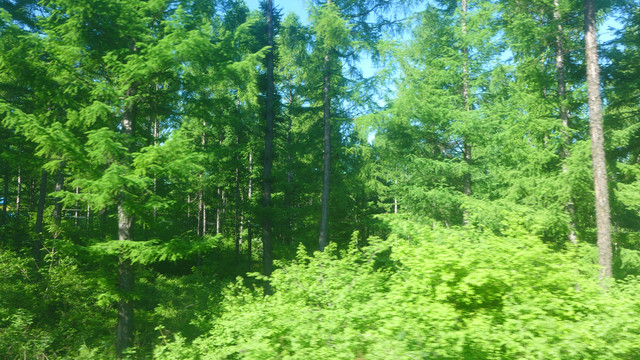 绿叶树木