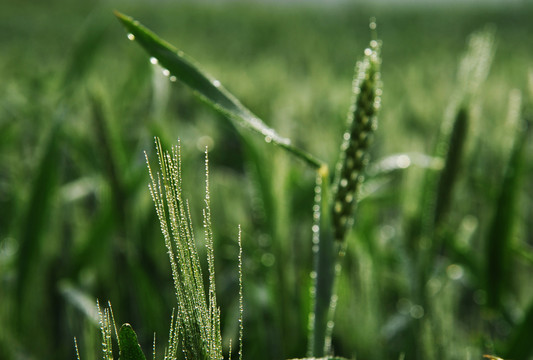 雨露滋润禾苗壮