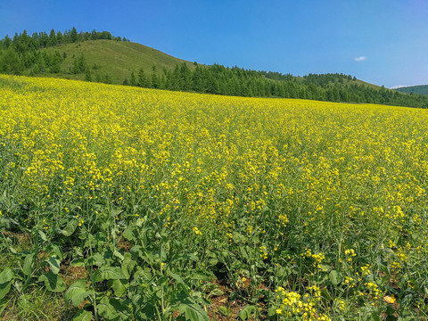 夏天油菜花田