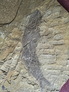 鱼类化石