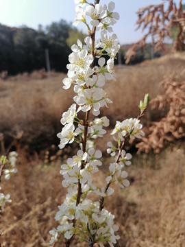 李子花