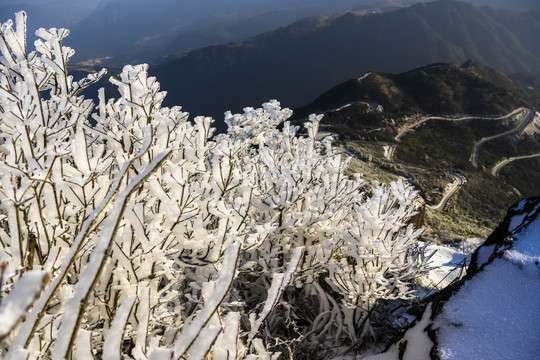 高山树挂