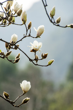 立春玉兰花