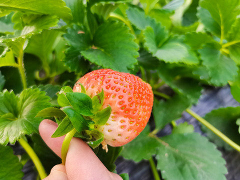 草莓种植基地