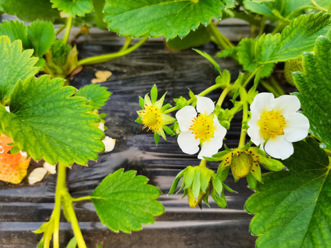 草莓开花