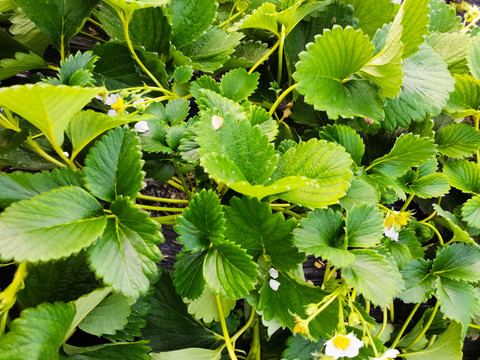 大棚种植草莓