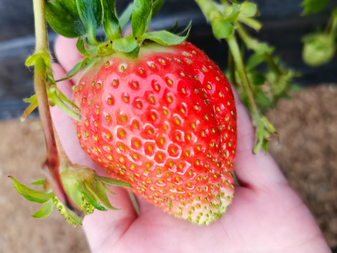 大棚种植草莓