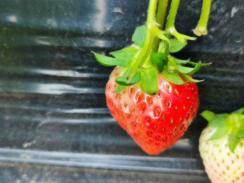 草莓栽培