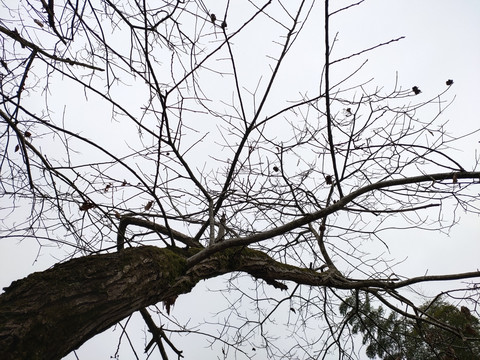 冬天的板栗树